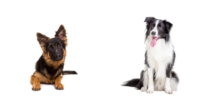 German Shepherd Border Collie Mix: The Ultimate Guide to the Perfect Breed