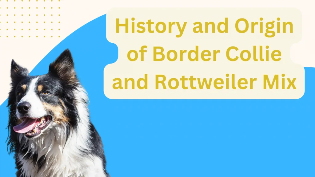 History and Origin of Border Collie and Rottweiler Mix |