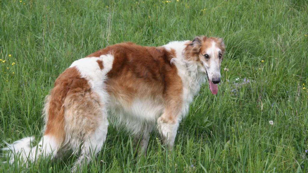 How to Avoid Being Creeped Out by a Creepy Borzoi Dog |