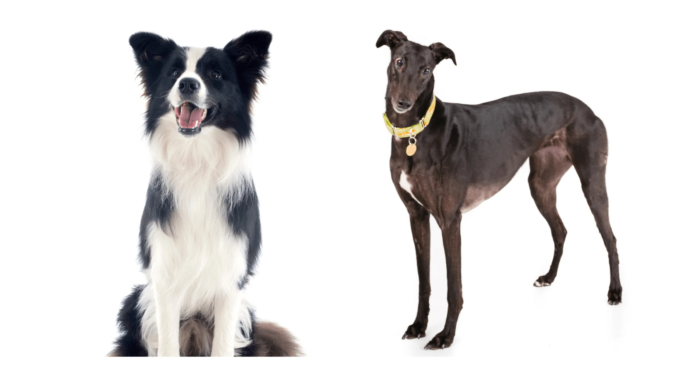 Meet the Border Collie Greyhound Mix: The Perfect Combination of Intelligence and Speed