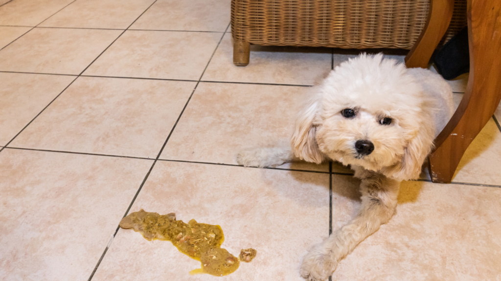 My dog ate a slim jim |