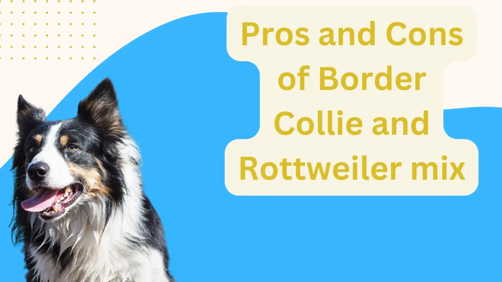 Pros and Cons of Border Collie and Rottweiler mix |