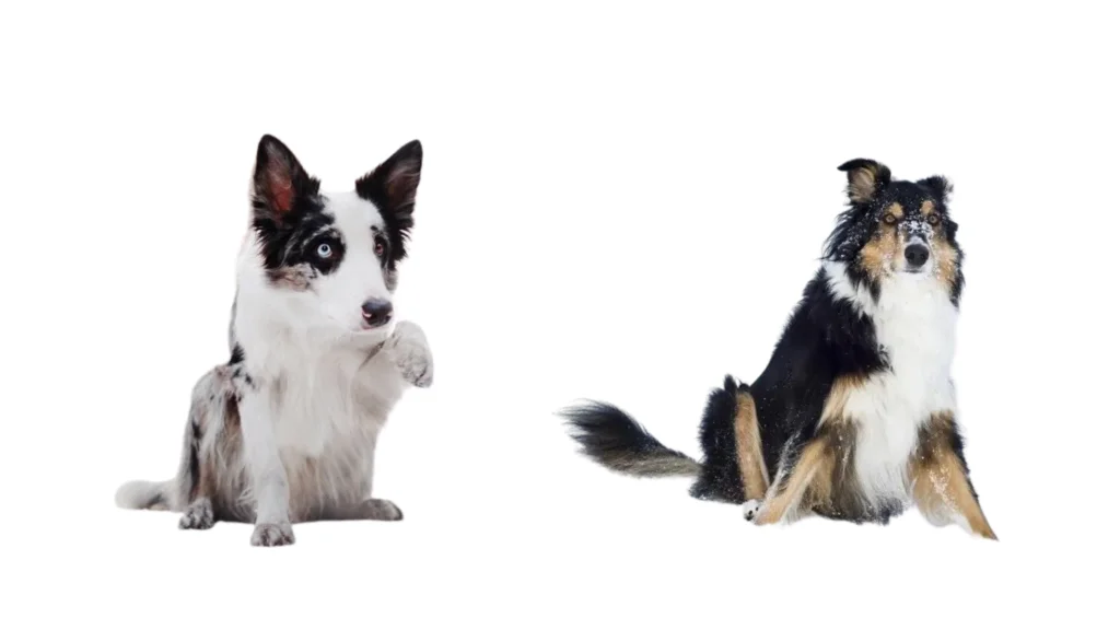 Pros and Cons of Husky Border Collie Mix |