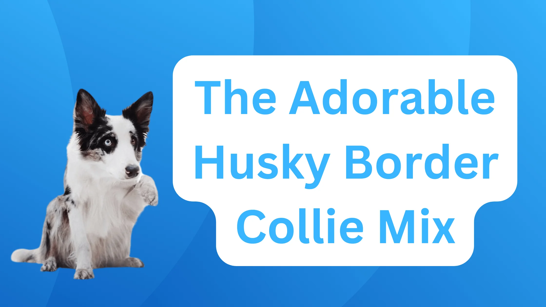 Husky Border Collie Mix