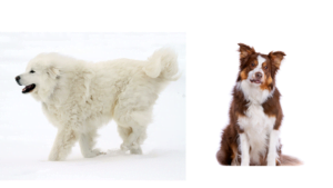 The Allure of the Great Pyrenees Border Collie Mix