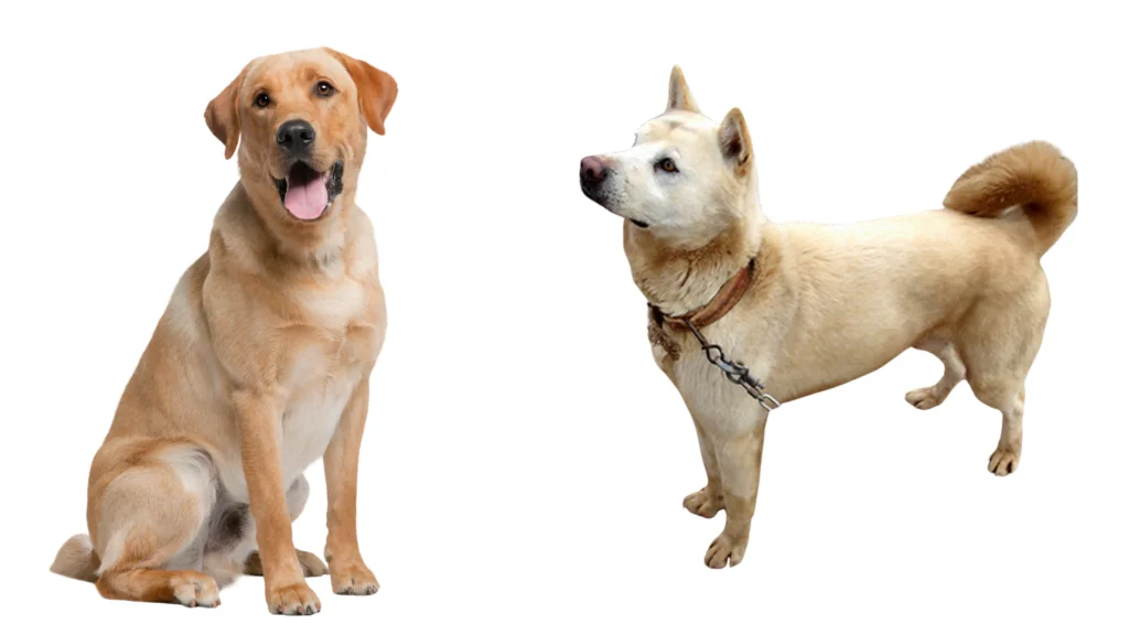 The History and Origins of the Lab and Jindo Breeds |