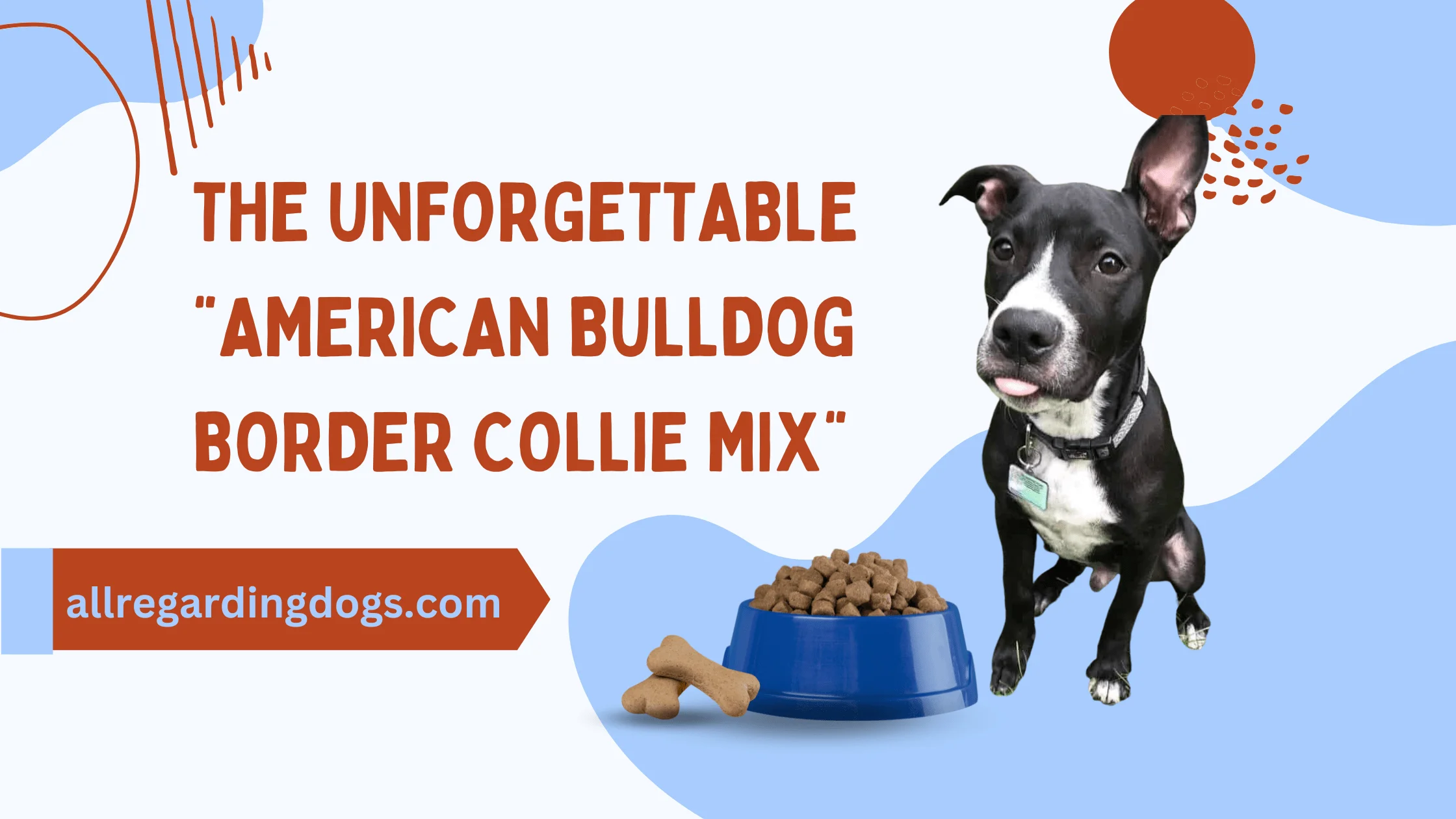 border collie bulldog mix