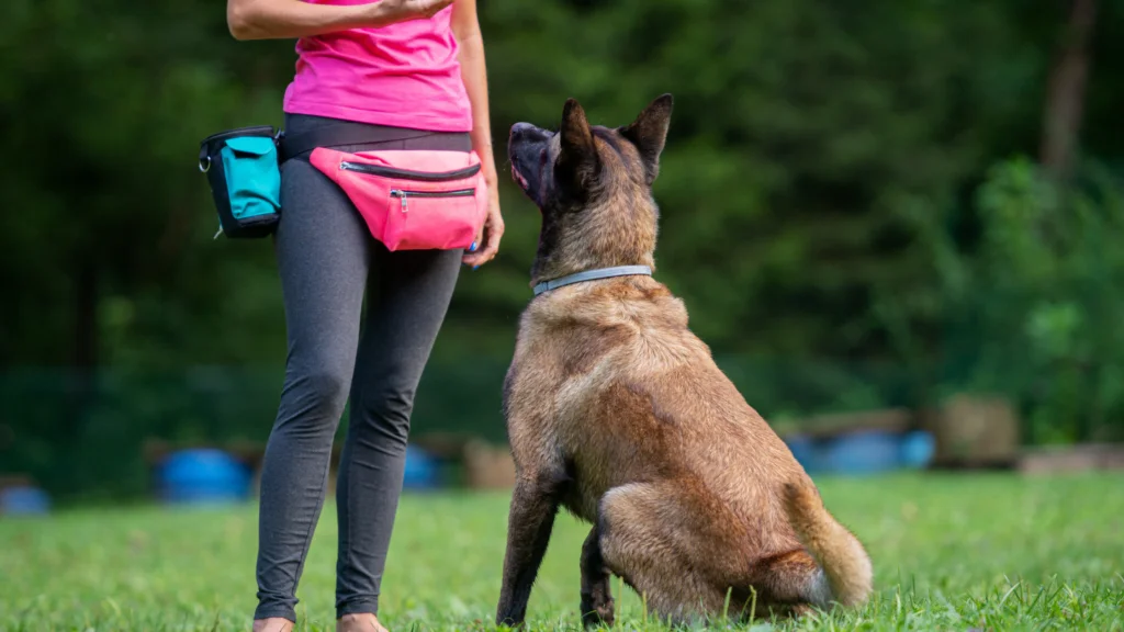 Training and Activities for German Shepherd Border Collie Mix |
