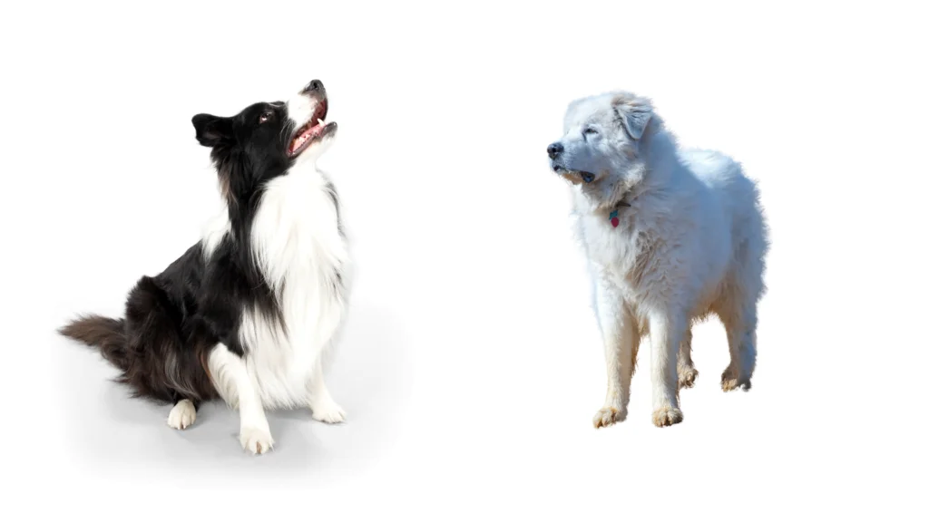 Training and Care for the Great Pyrenees Border Collie Mix |