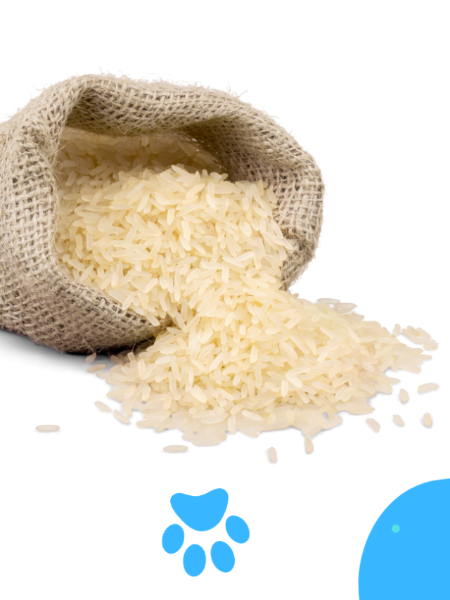The Rice Debate: Can Dogs Safely Enjoy this Staple Food?