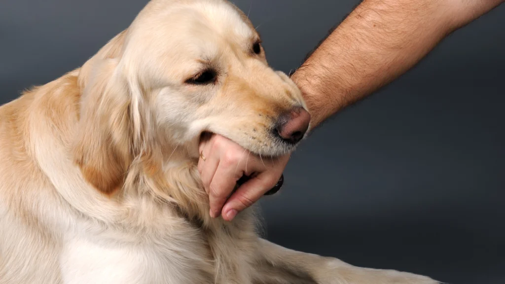 A Step by Step Guide to Grooming a Dog that Bites |