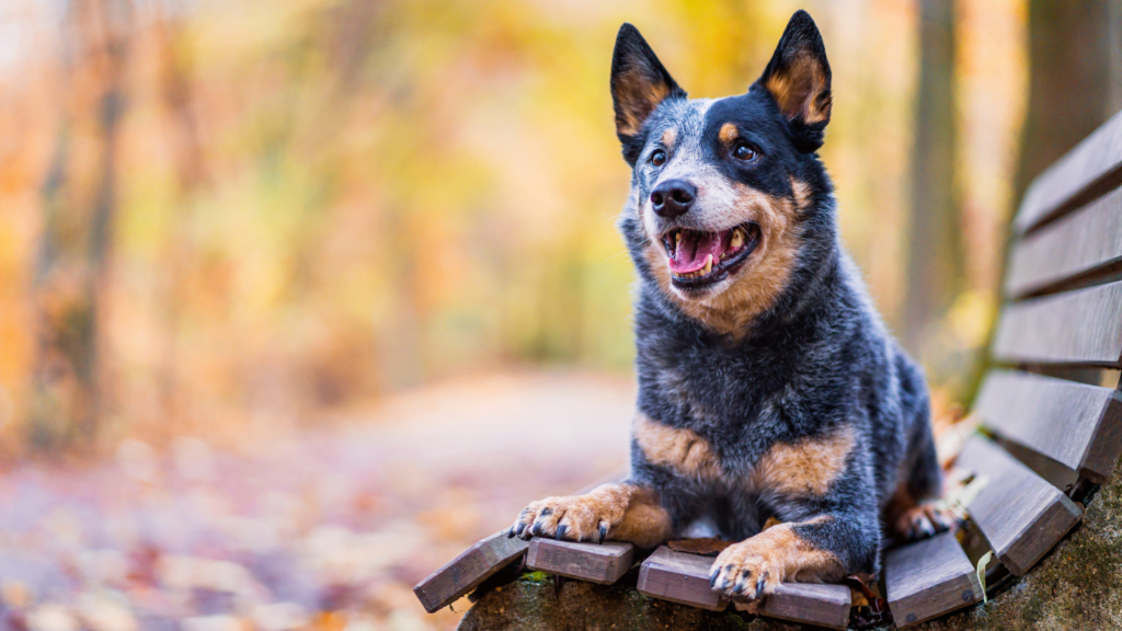 Australian Cattle Dog |