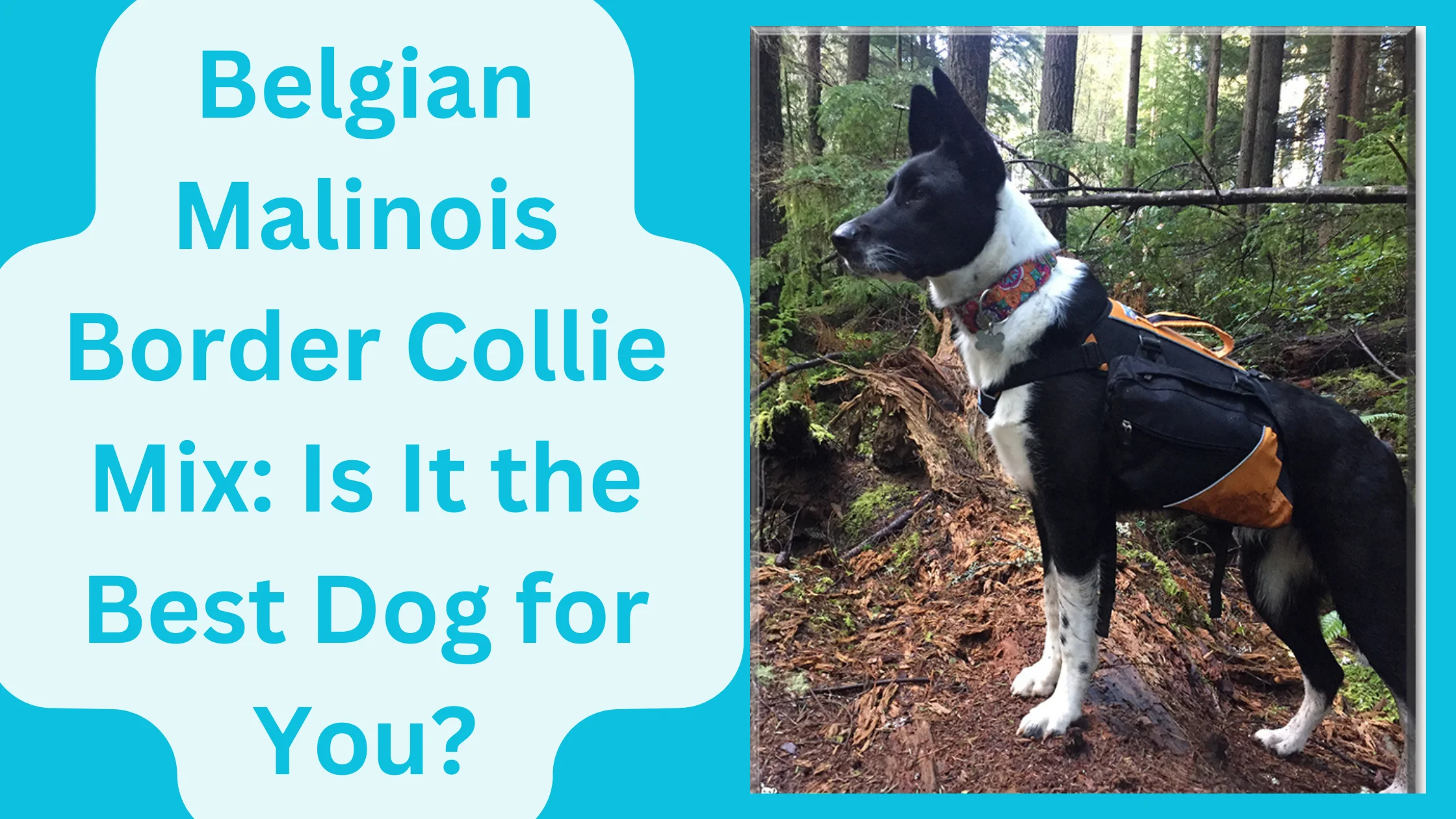 Belgian Malinois Border Collie Mix: Is It the Best Dog for You?