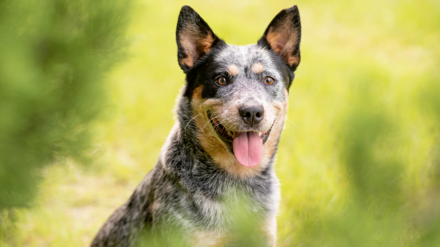 Blue Heeler Corgi Mix: A Comprehensive Guide.