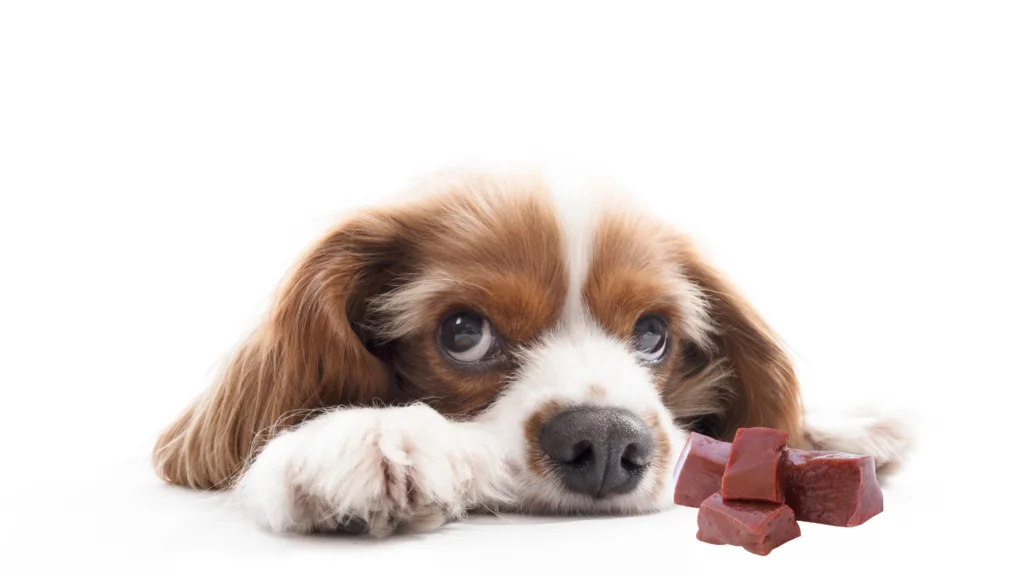 Can Dogs Eat Beef Jerky |