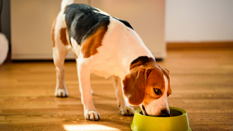 Canned Chicken for Dogs