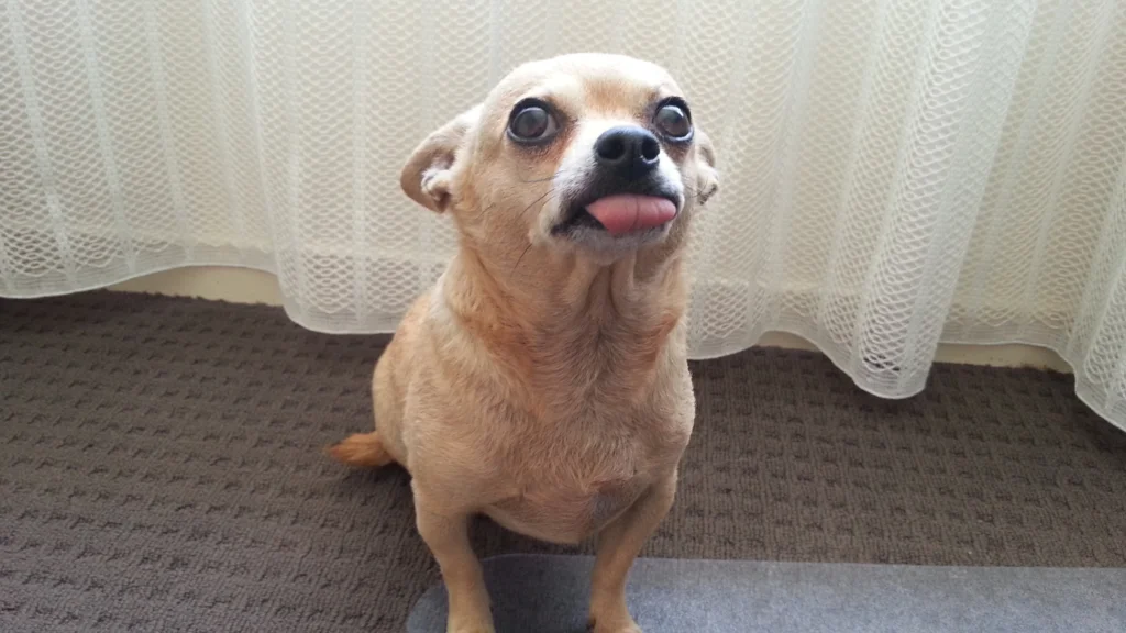 Chihuahua |