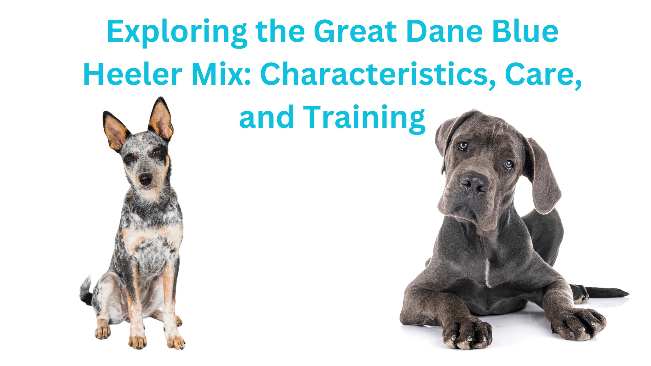 Exploring the Great Dane Blue Heeler Mix: Characteristics, Care, and Training