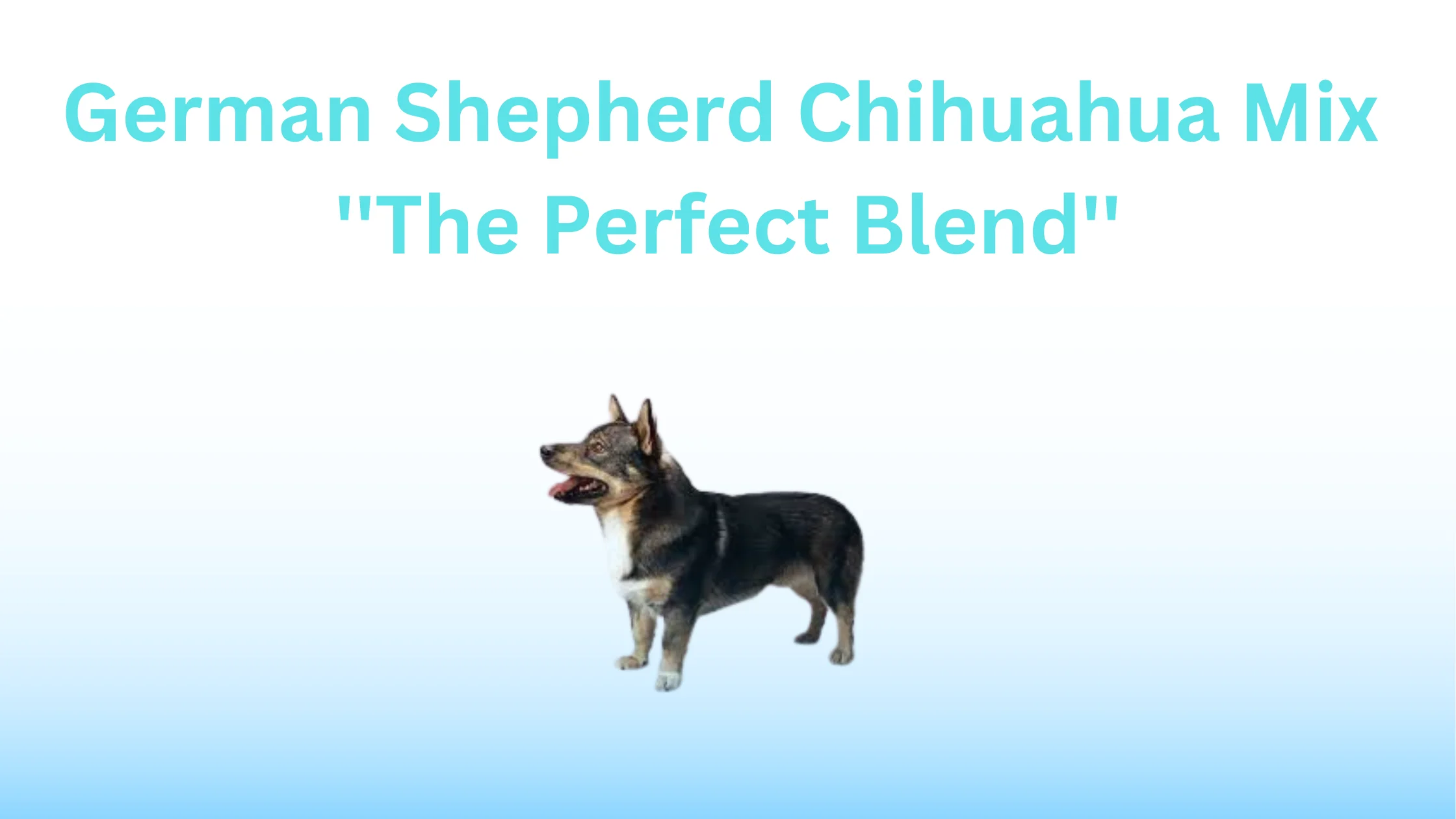 German Shepherd Chihuahua Mix: The Perfect Blend