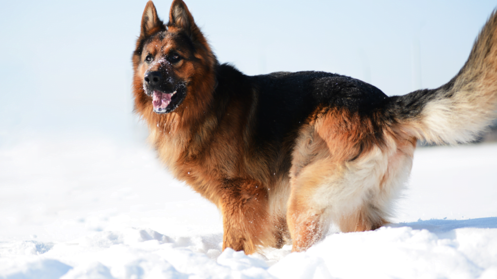 German Shepherd dog |