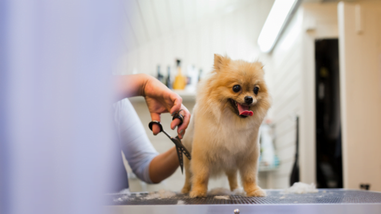 Grooming a Dog that Bites