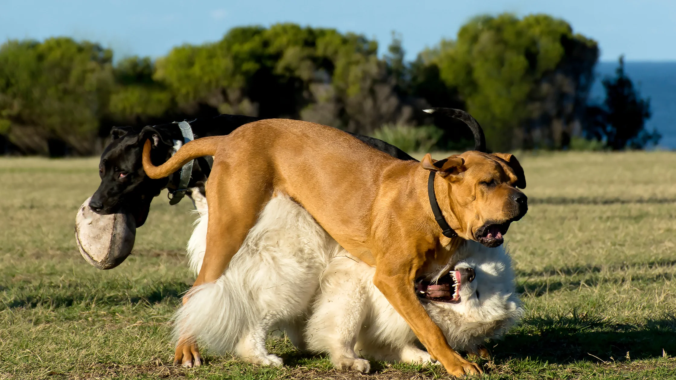 How to Tell if a Dog Fight is Serious