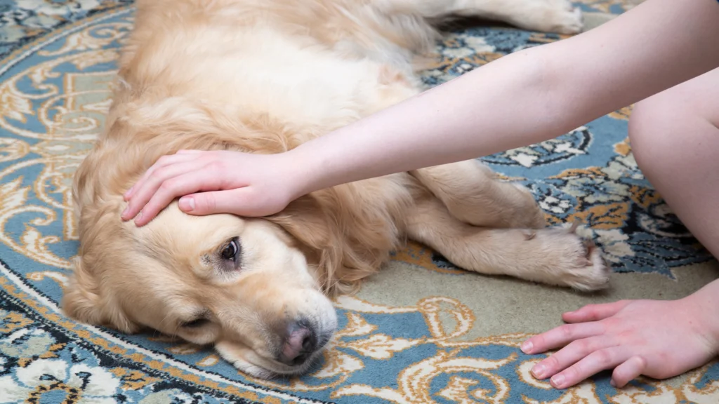 How to prevent vomiting and nausea in dogs without medication. |
