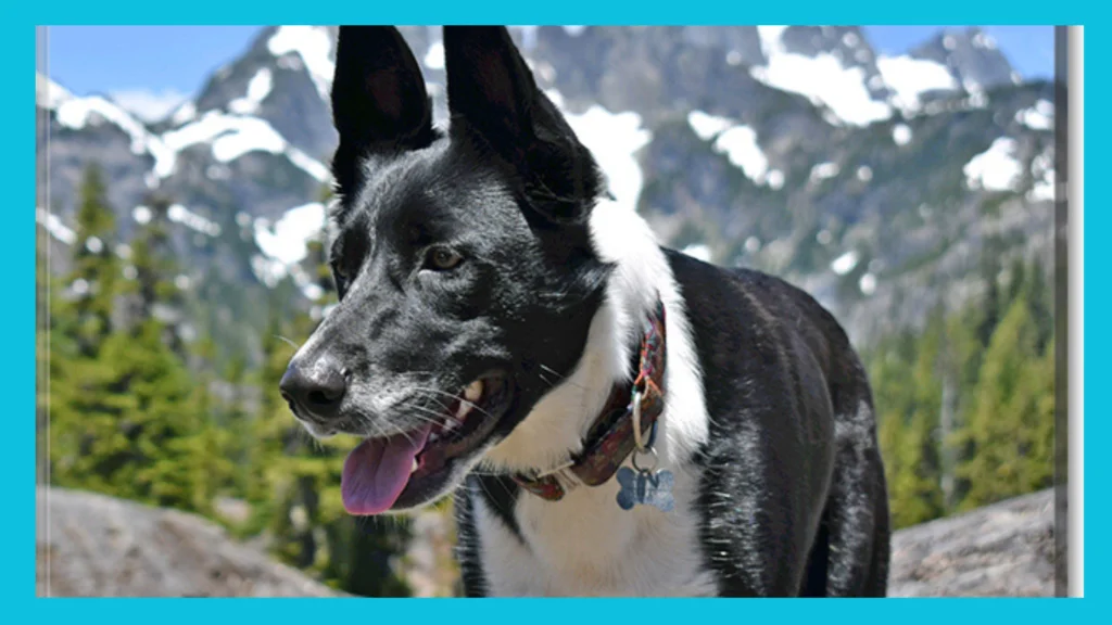 Is the Belgian Malinois Border Collie Mix Right for You |