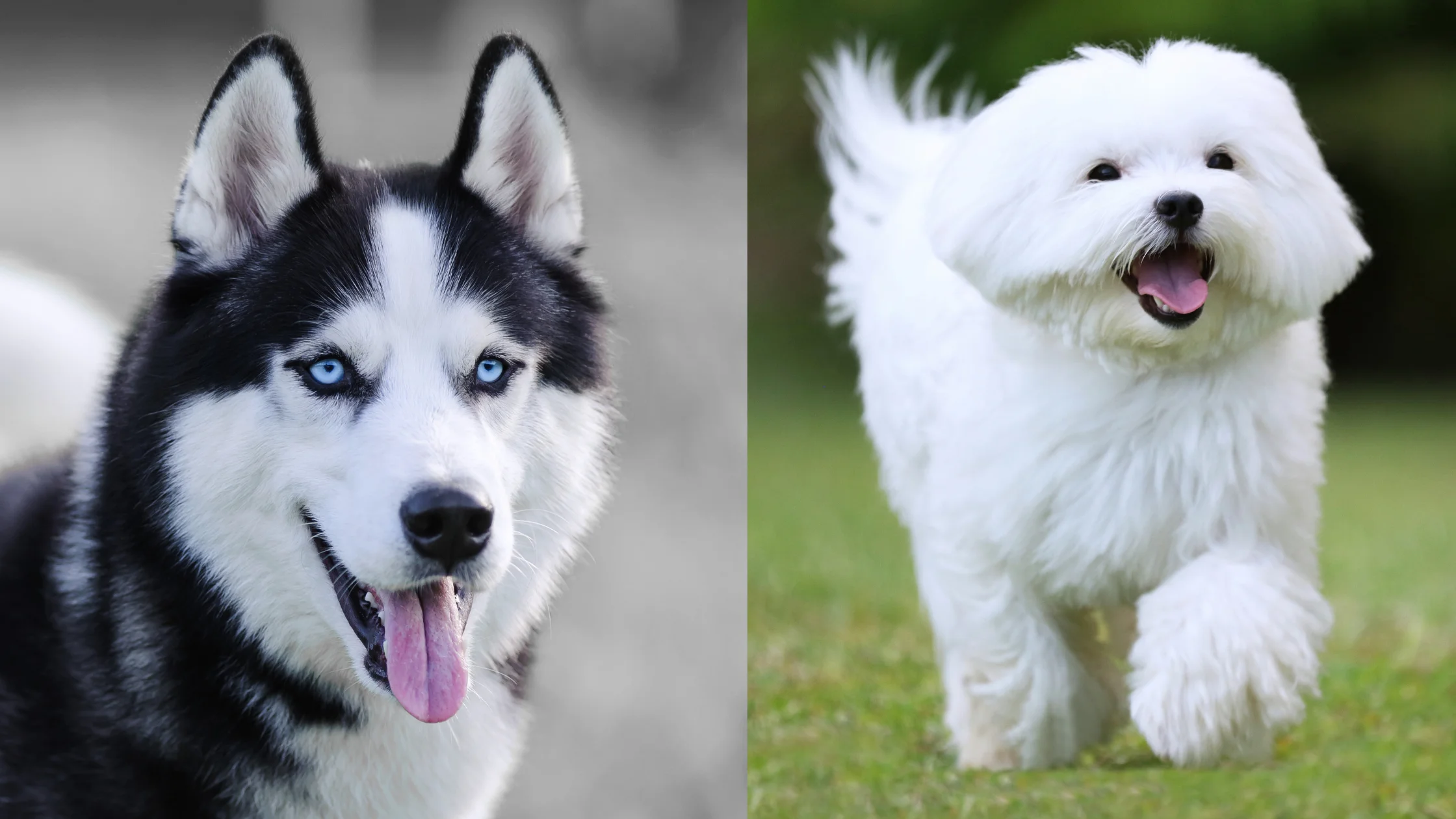 Is a Maltese Husky Mix the Best Dog Breed for You? Find Out Here