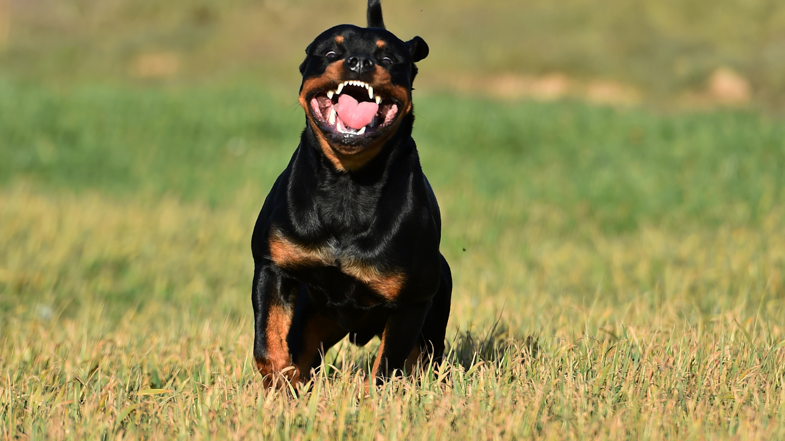 Rottweilers With Cropped Ears Deciding What's Best For Your Dog