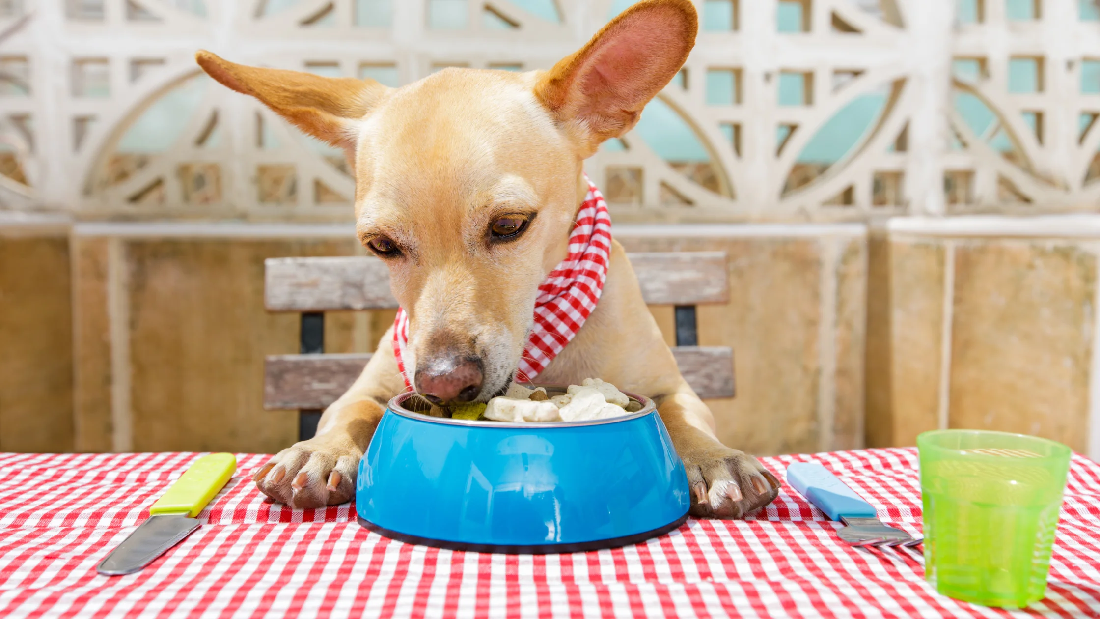 Solving the Mystery : Why Does My Dog Only Eat at Night