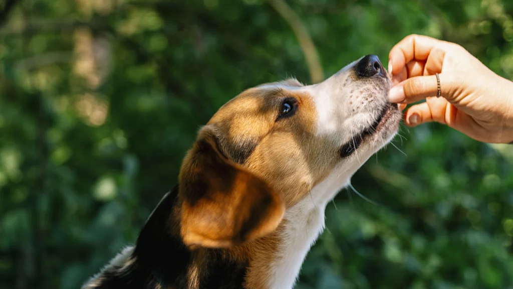The Risks Associated with Feeding Strawberry Jam to Dogs |