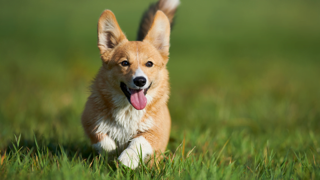 Welsh Corgi |