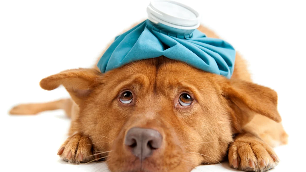 What to Do If Your Dog is Prescribed Cerenia |