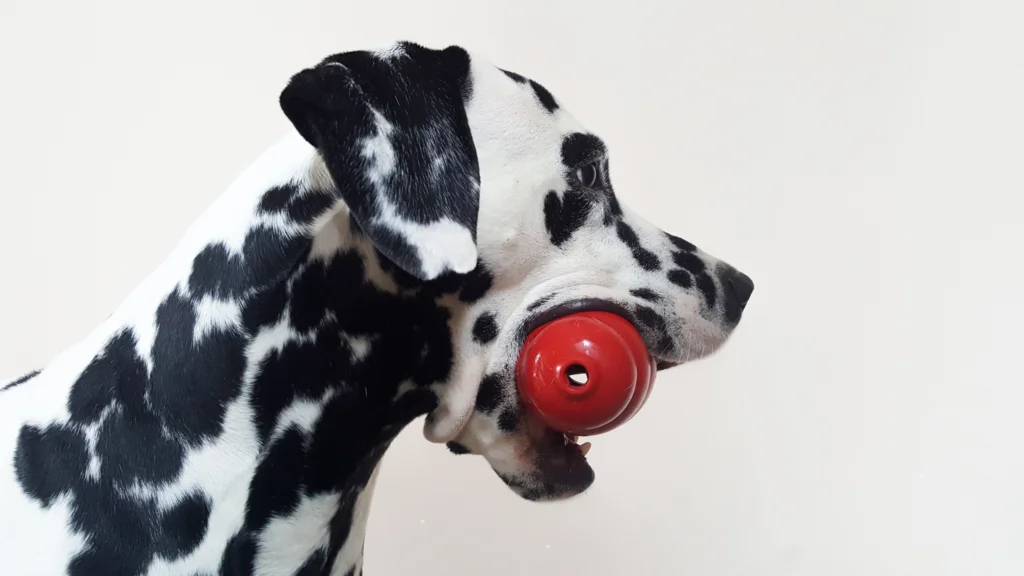 Alternatives to Orbeez for your dogs entertainment |