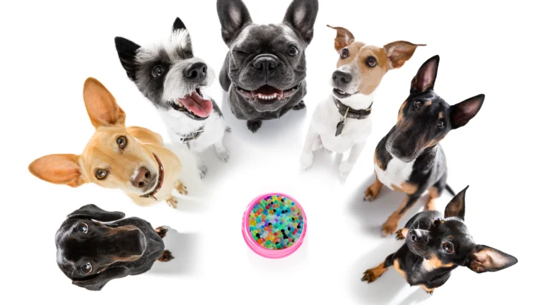 Are Orbeez Toxic to Dogs? A Comprehensive Guide