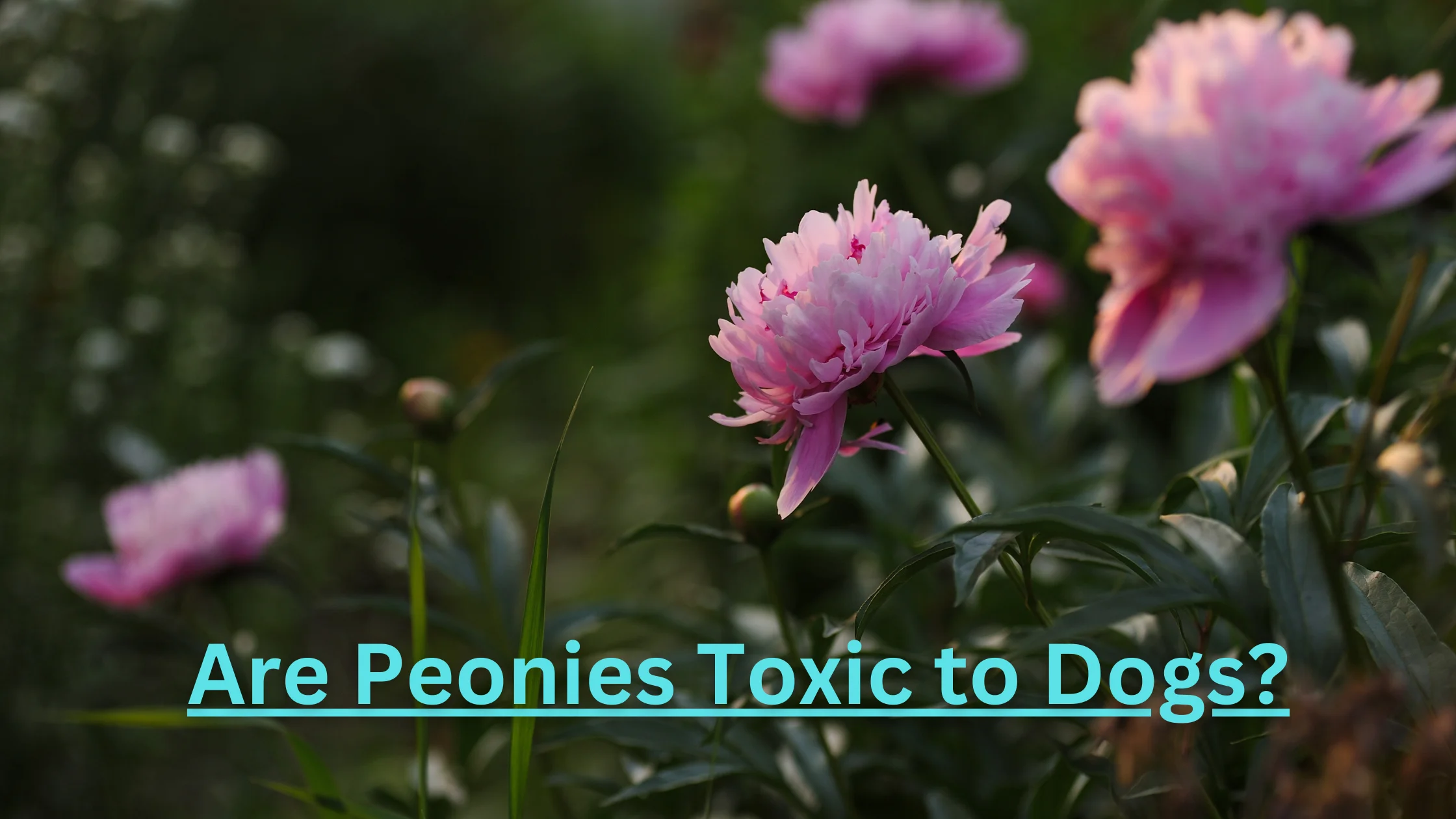 Are Peonies Toxic to Dogs