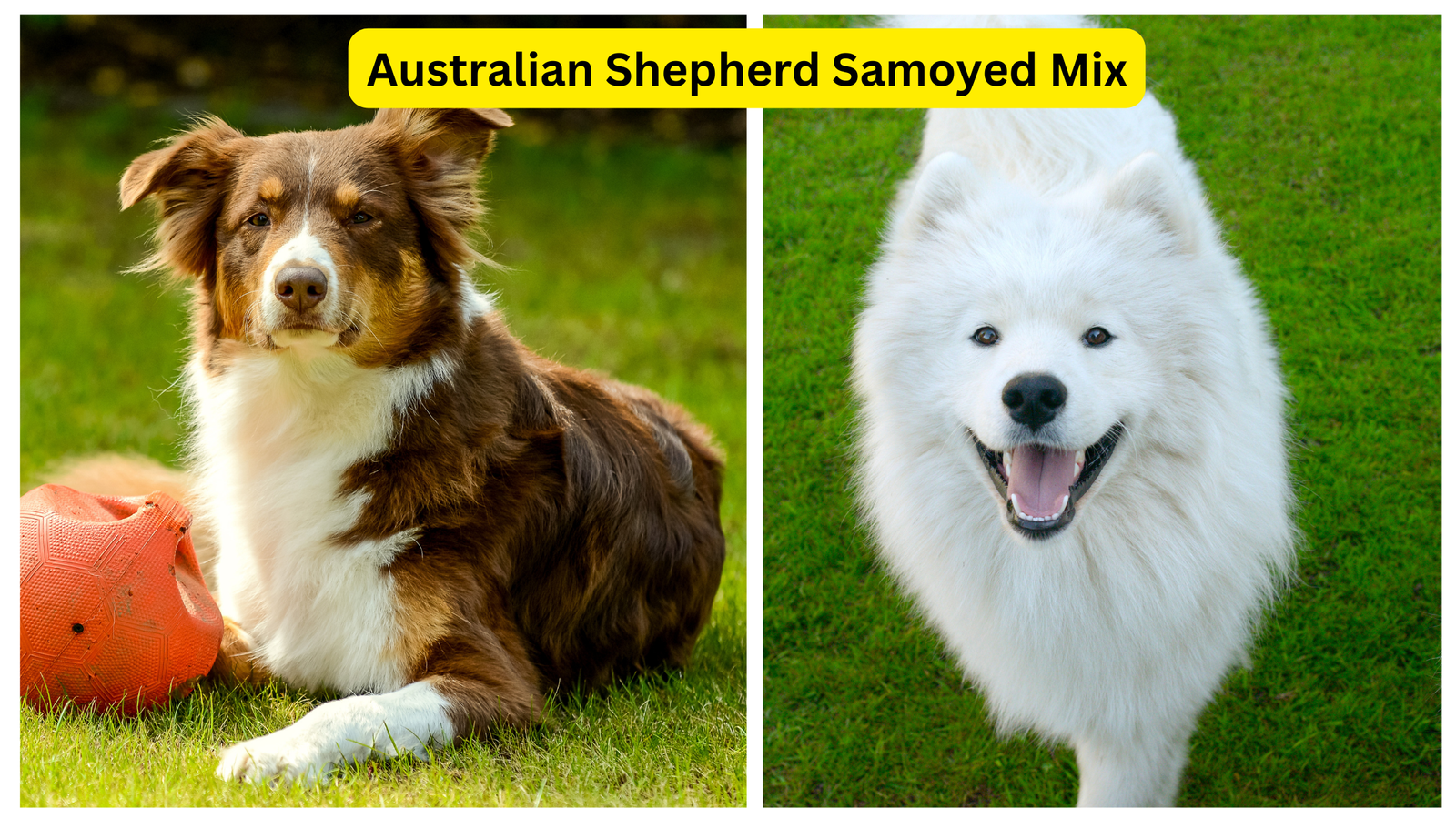 Australian Shepherd Samoyed Mix dog