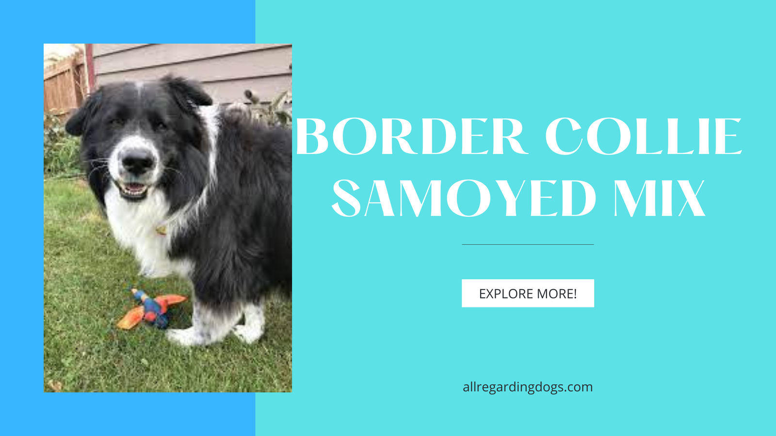 Border Collie Samoyed Mix