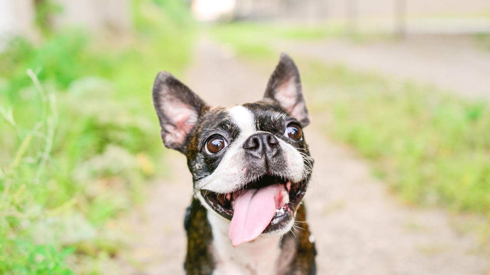 Brindle Boston Terrier Chihuahua mix