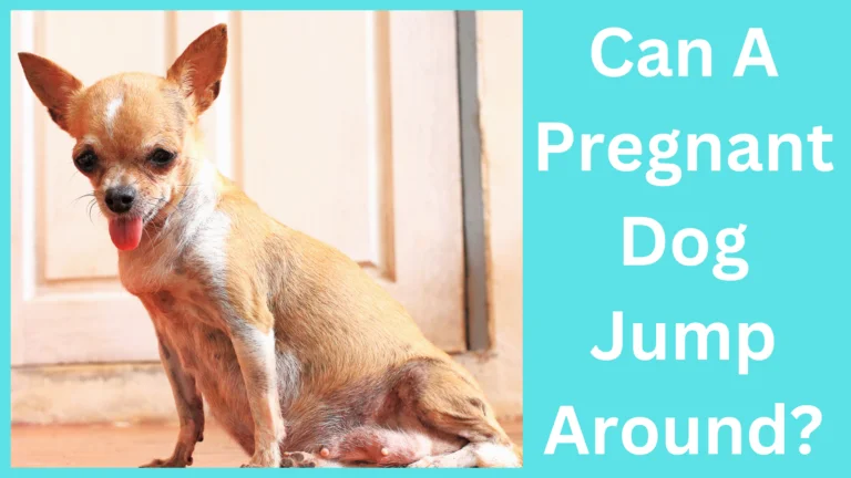 Can A Pregnant Dog Jump Around?