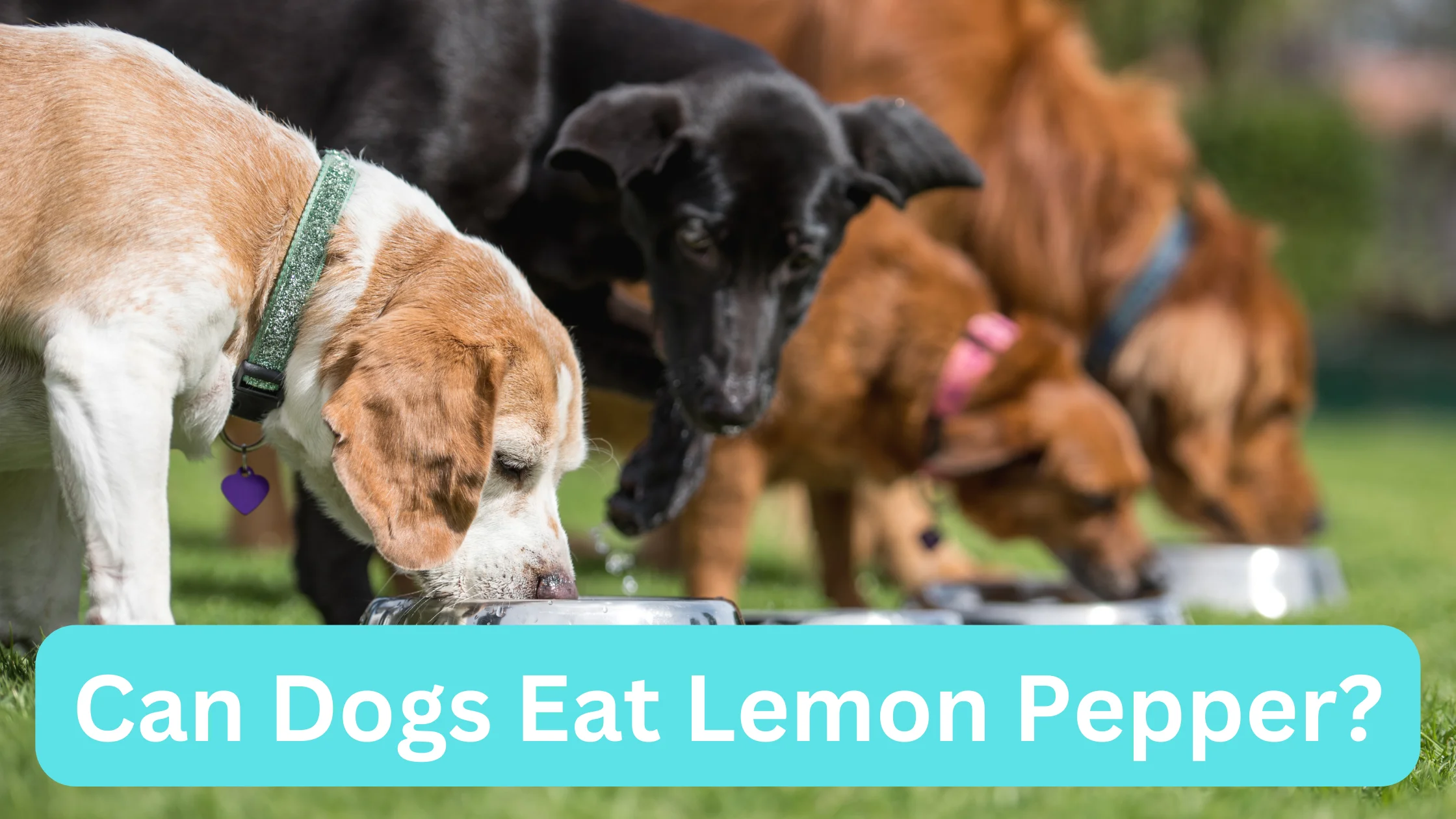 Can Dogs Eat Lemon Pepper