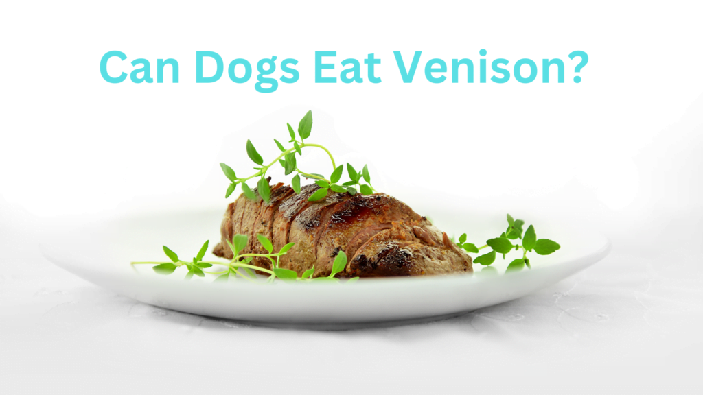 Can Dogs Eat Venison? Best Guide