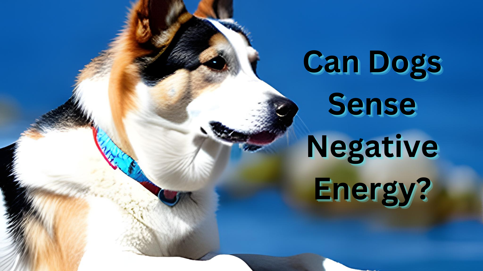 Can Dogs Sense Negative Energy