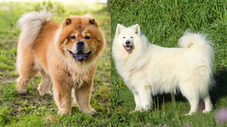 Chow Samoyed Mix