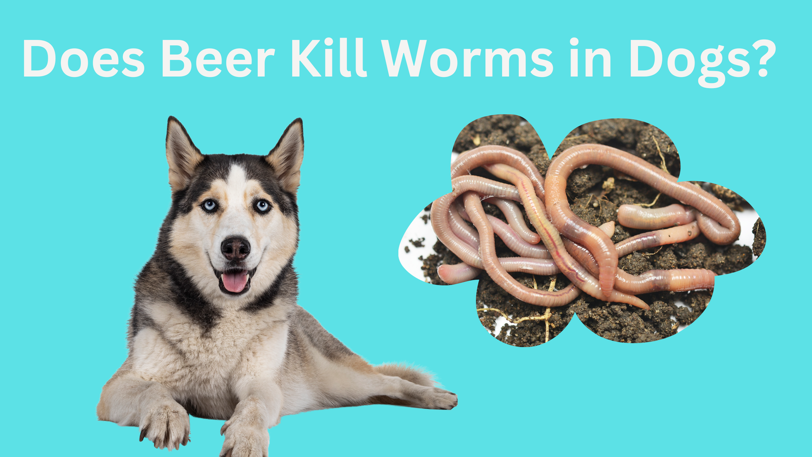 Does Beer Kill Worms in Dogs