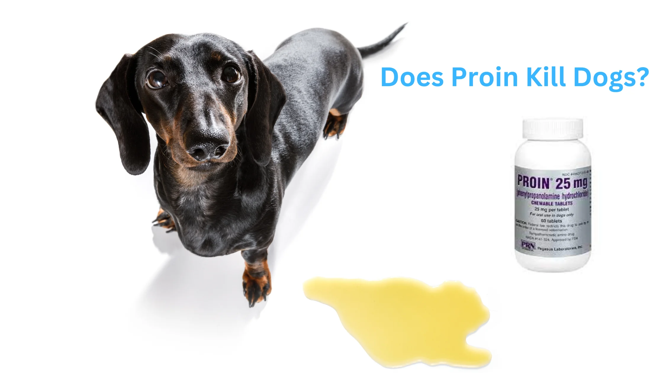 Does Proin Kill Dogs?