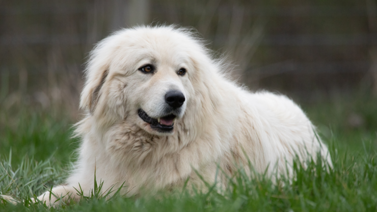 Great Pyrenees Samoyed Mix