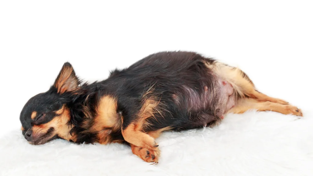 How much exercise is too much for a pregnant dog |