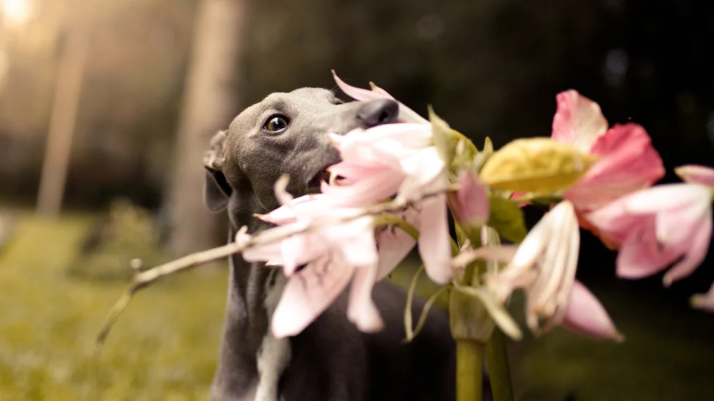 How to prevent your dog from ingesting peonies |